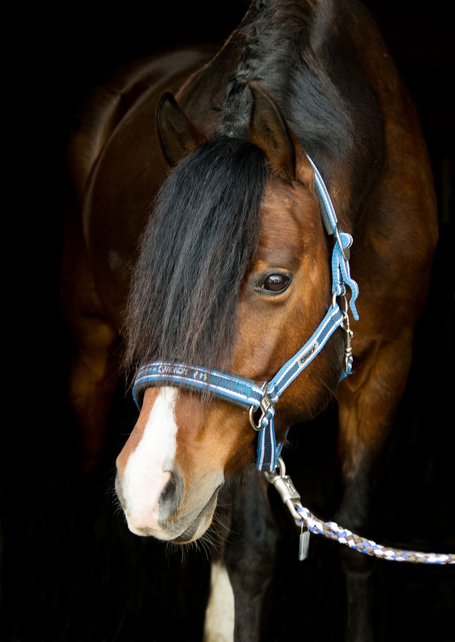 Picture of a bay pony